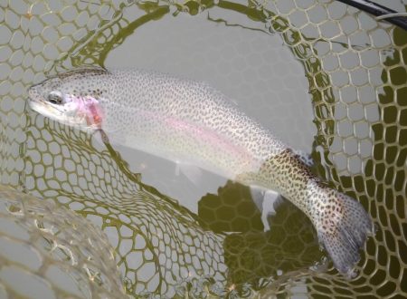 大安トラウトレイク 釣果